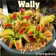 Wally Venus flytrap