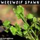 Werewolf Spawn