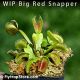 WIP Big Red Snapper Venus fly trap