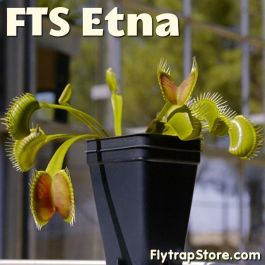 FTS Etna Venus Flytrap
