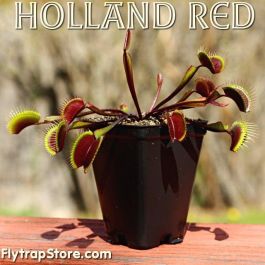 Holland Red