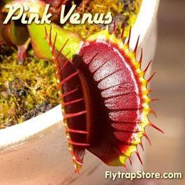 Pink Venus