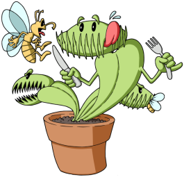 Typical Venus Fly Trap