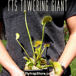 FTS Towering Giant Venus fly trap