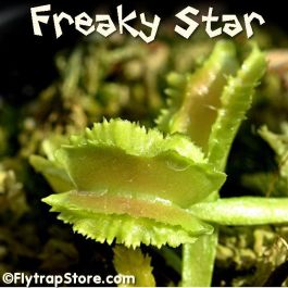 Freaky Star Venus Fly Trap
