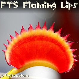 FTS Flaming Lips