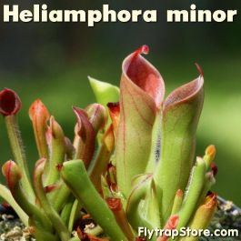 Heliamphora minor