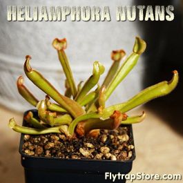 Heliamphora nutans