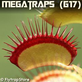 Megatraps