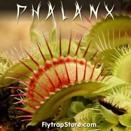 Phalanx Venus Flytrap