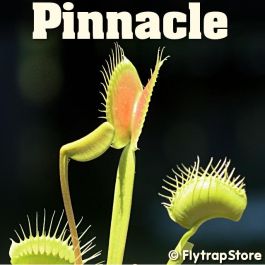 Pinnacle Venus Fly trap