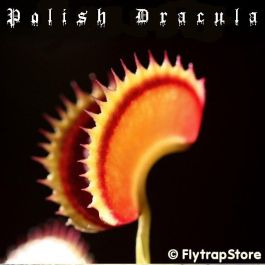 Polish Dracula Venus flytrap