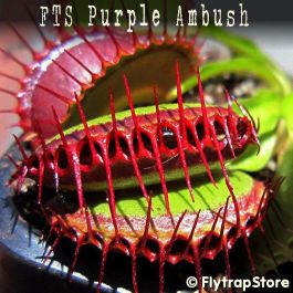 FTS Purple Ambush