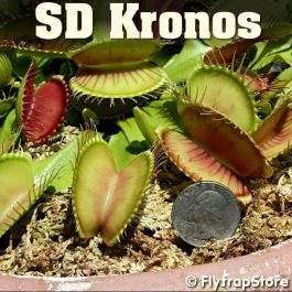 SD Kronos Venus fly trap