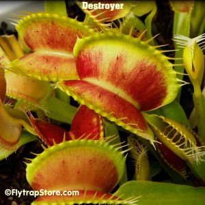 The 10 Best Fly Traps for 2022