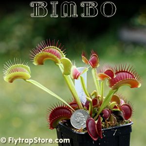 70 Big Mouth Trevs Dracula Low Giant venus flytrap carnivorous plant seeds