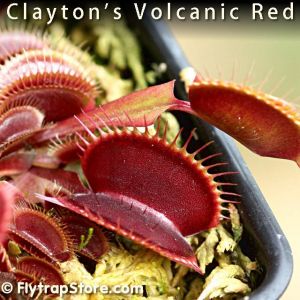 Clayton's Volcanic Red Venus fly trap