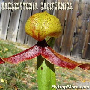 Darlingtonia californica seed