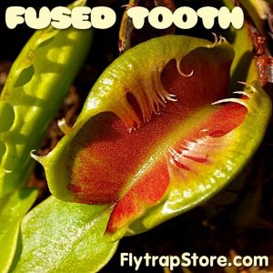Fused Tooth
