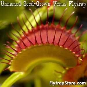 Seed-Grown Venus Flytrap