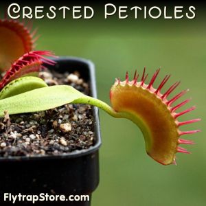 Crested Petioles Venus Fly Trap