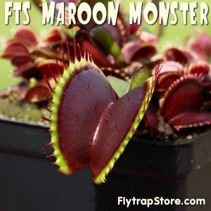 FTS Maroon Monster Venus Flytrap