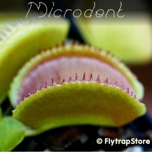 Microdent Venus fly trap