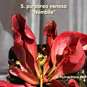 Sarracenia Purpurea Venosa 