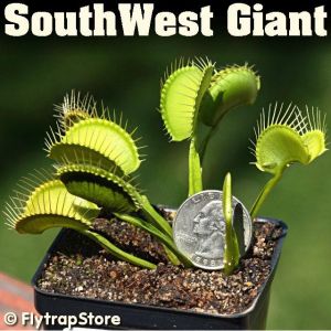 South West Giant Venus fly trap
