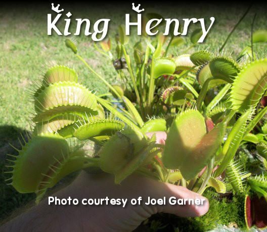 Venus Fly Trap King Henry