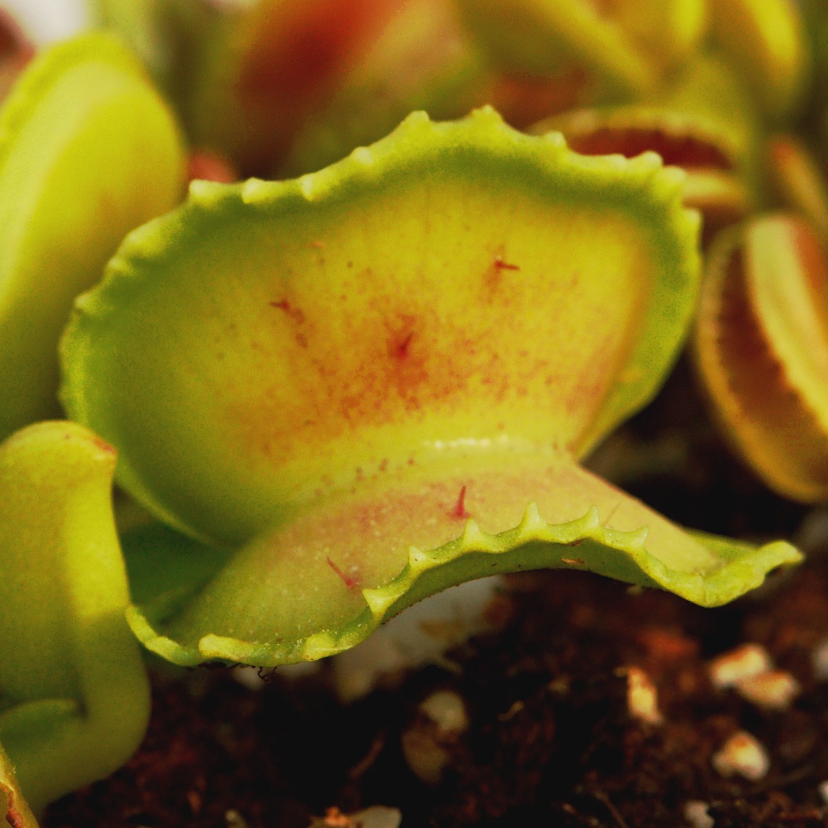 /store/gj-giant-cudo-venus-flytrap