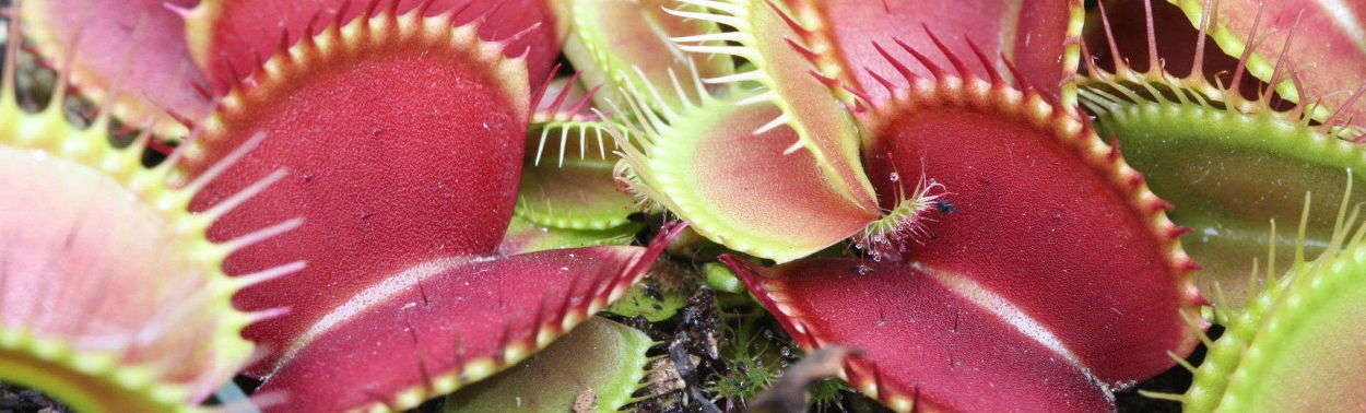 Largest selection of Venus Flytraps for Sale in the United States