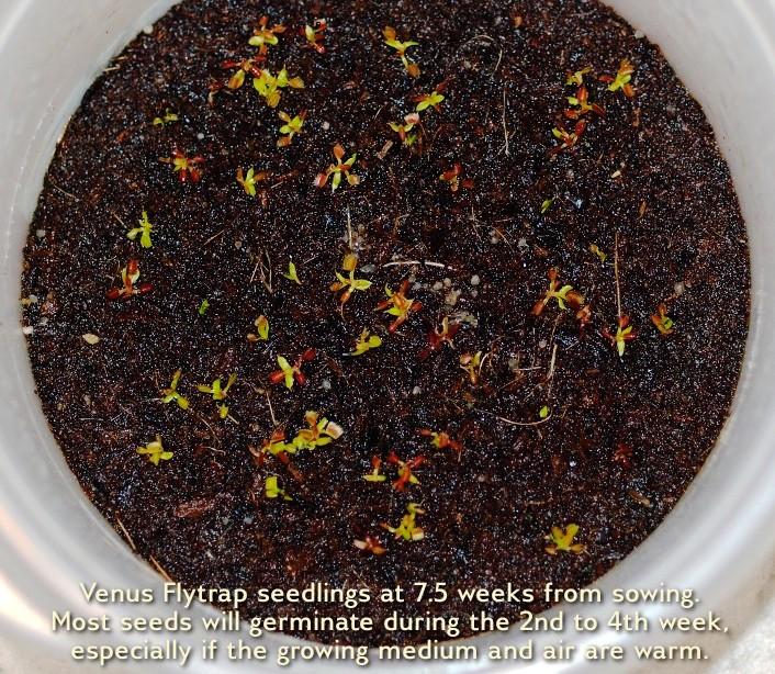 growing carnivorous plants from seeds germinate; Venus Fly Trap Seedlings at 8 weeks old