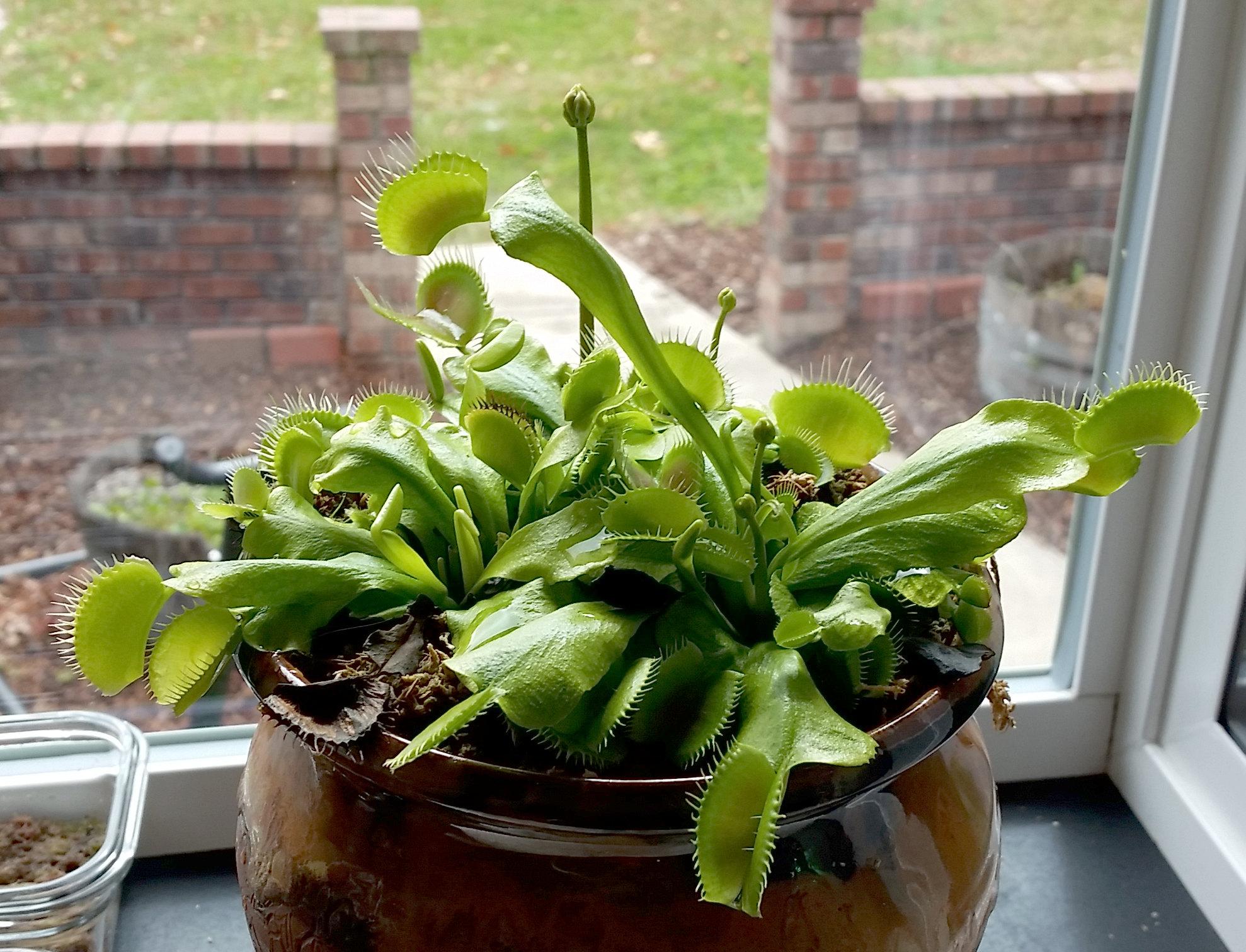 Facts and Myths About Caring for a Venus Flytrap Indoors - Dengarden